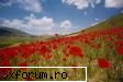 macii sunt florile mele syk... i'm in luv... d c n'ai zis'o mai d cereri in d